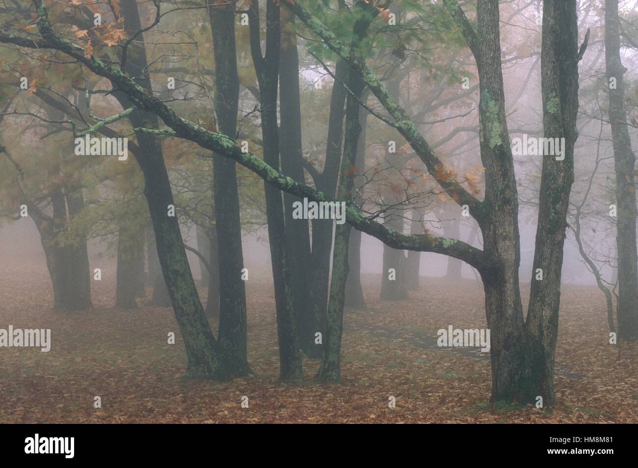 Lichen-coated trees in fog, Shenandoah NP, VA, USA. Stock Photo