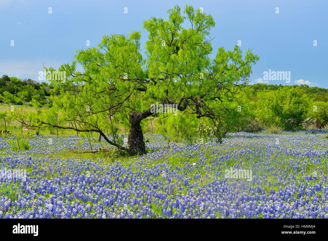 Roadside wildflowers along Threadgill Creek Road featuring Texas