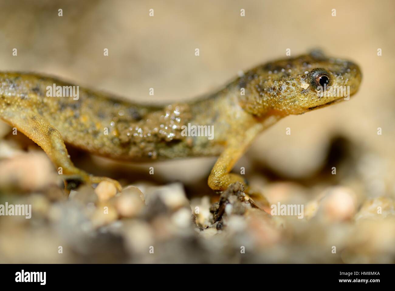 Spanish ribbed newt ""Pleurodeles waltl"" in Valdemanco, Madrid, Spain