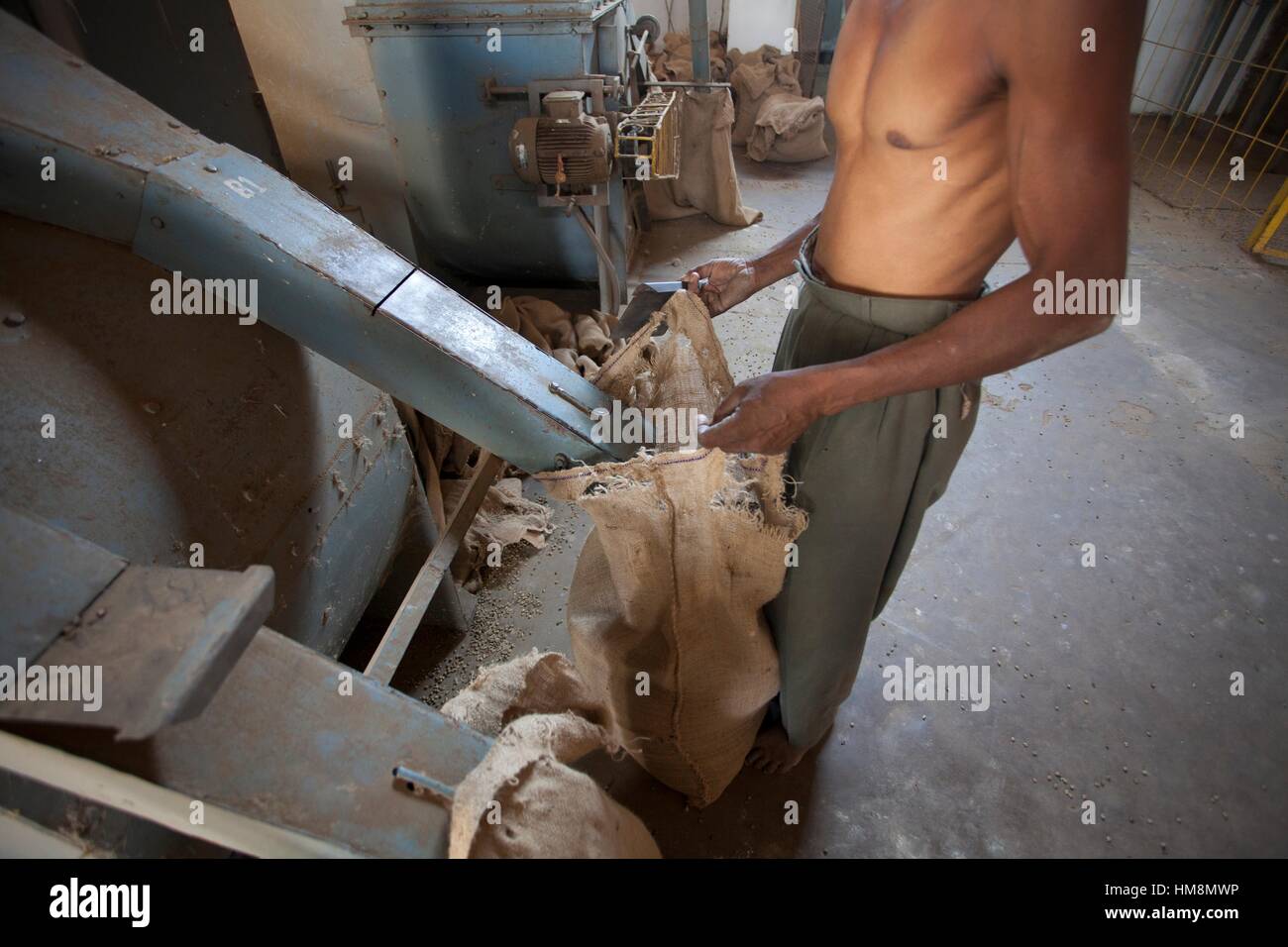 Coffee processing, Gundlupet, Karnataka, India Stock Photo Alamy