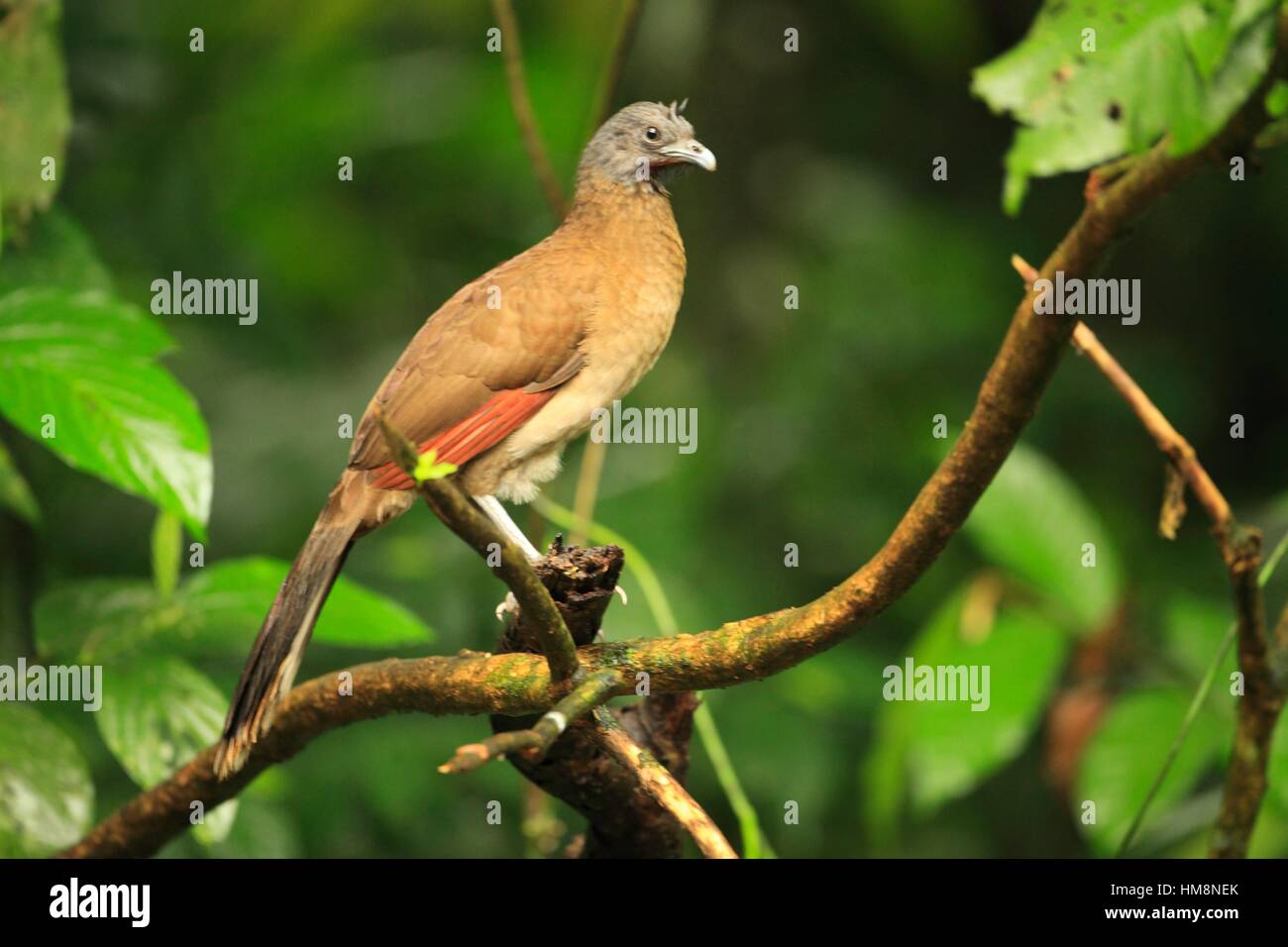 Greyheaded Chachalaca (Ortalis cinereiceps), Volcán Arenal National