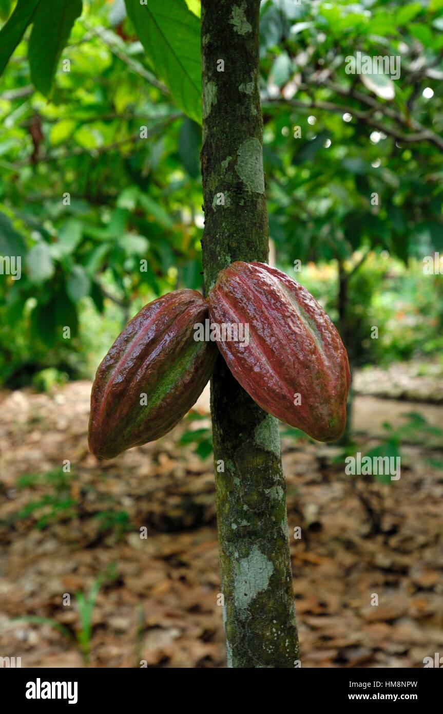 Cacao fruit (Theobroma cacao), Tree el Yunque, Guantanamo Province