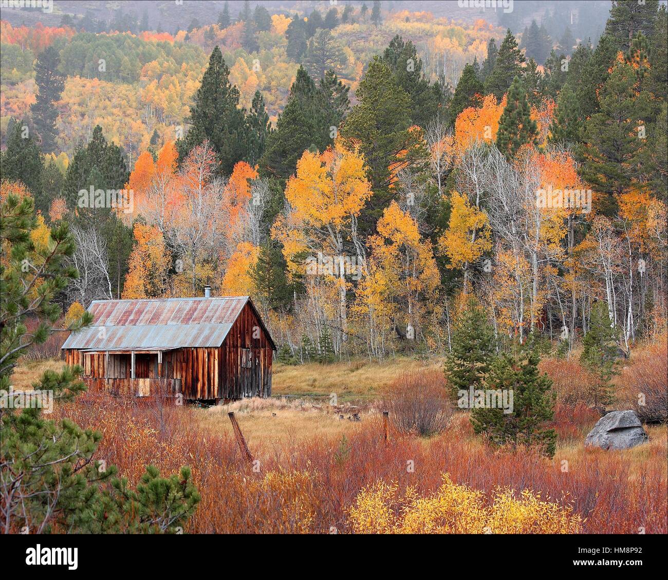 Old Homesteader S Cabin Near Lake Tahoe Ca In Autumn Stock Photo