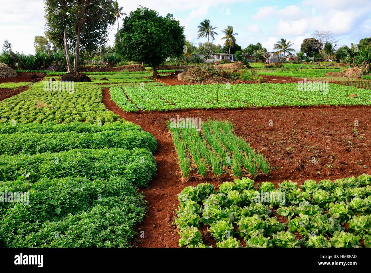 agriculture farm, Terre Rouge, Pamplemousses district, Mauritius