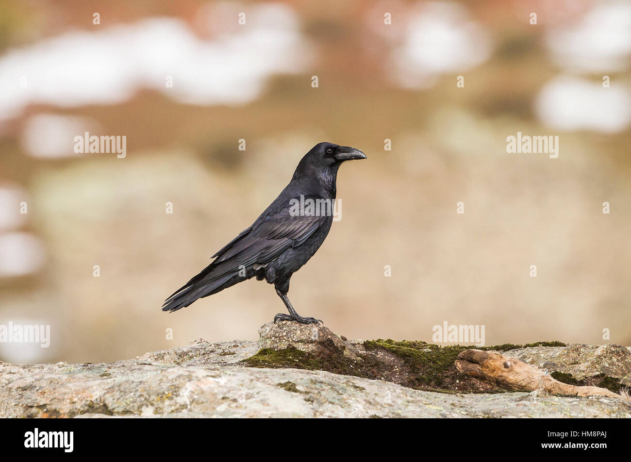 Raven Corvus corax corvid in spanish pyrenees Stock Photo