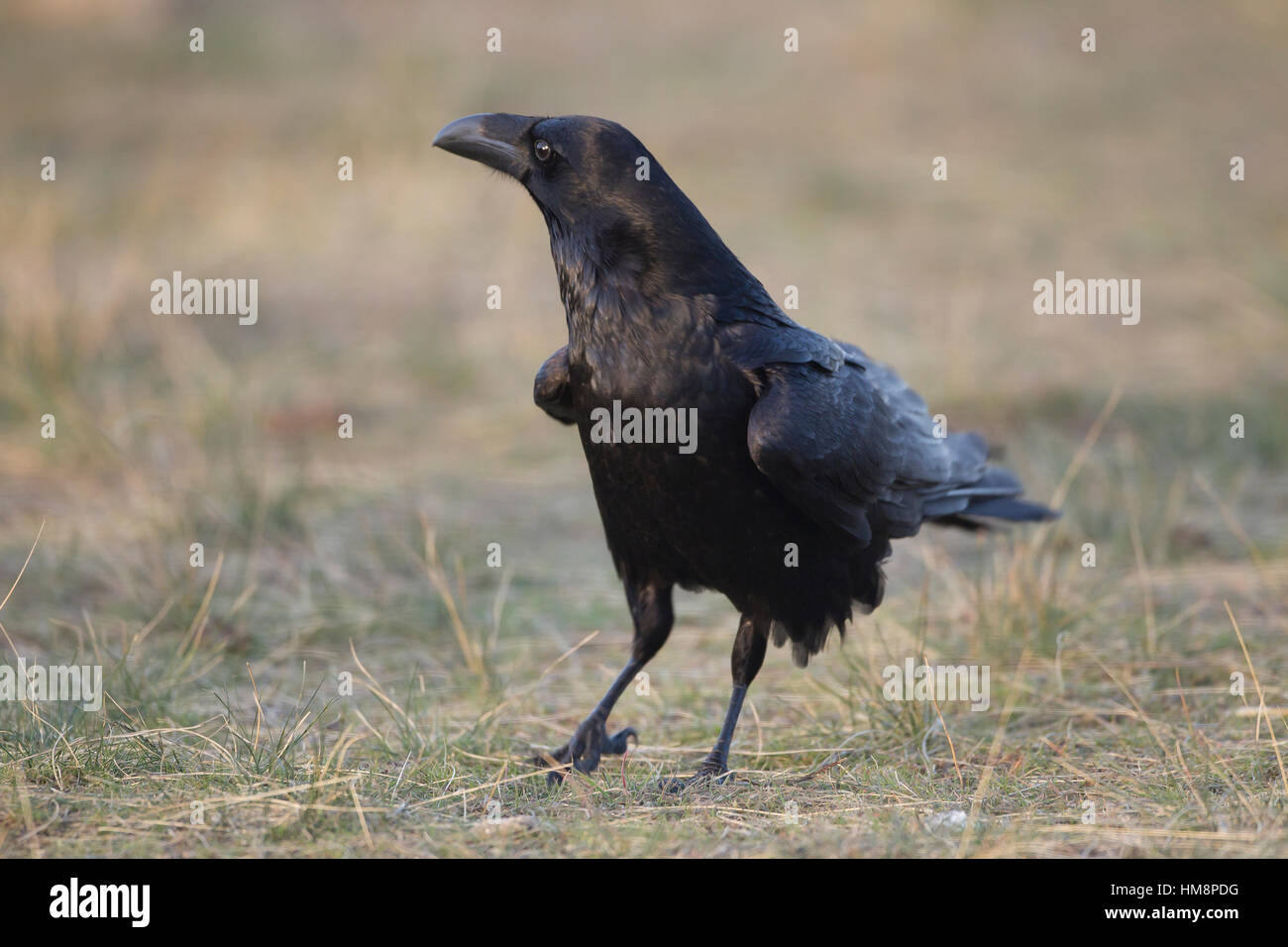 Raven Corvus corax corvid in spanish pyrenees Stock Photo