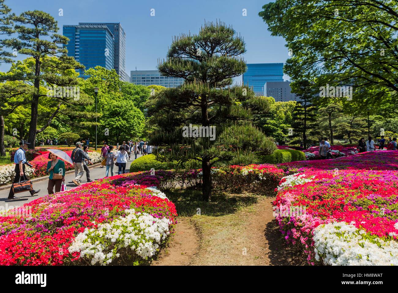 Japan Tokyo Marunouchi Imperial Palace Area Flowering In The