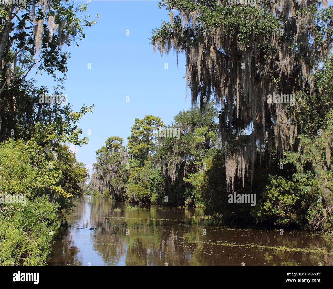 Collection 30+ Stock Photos what hangs from the trees in the bayou Excellent