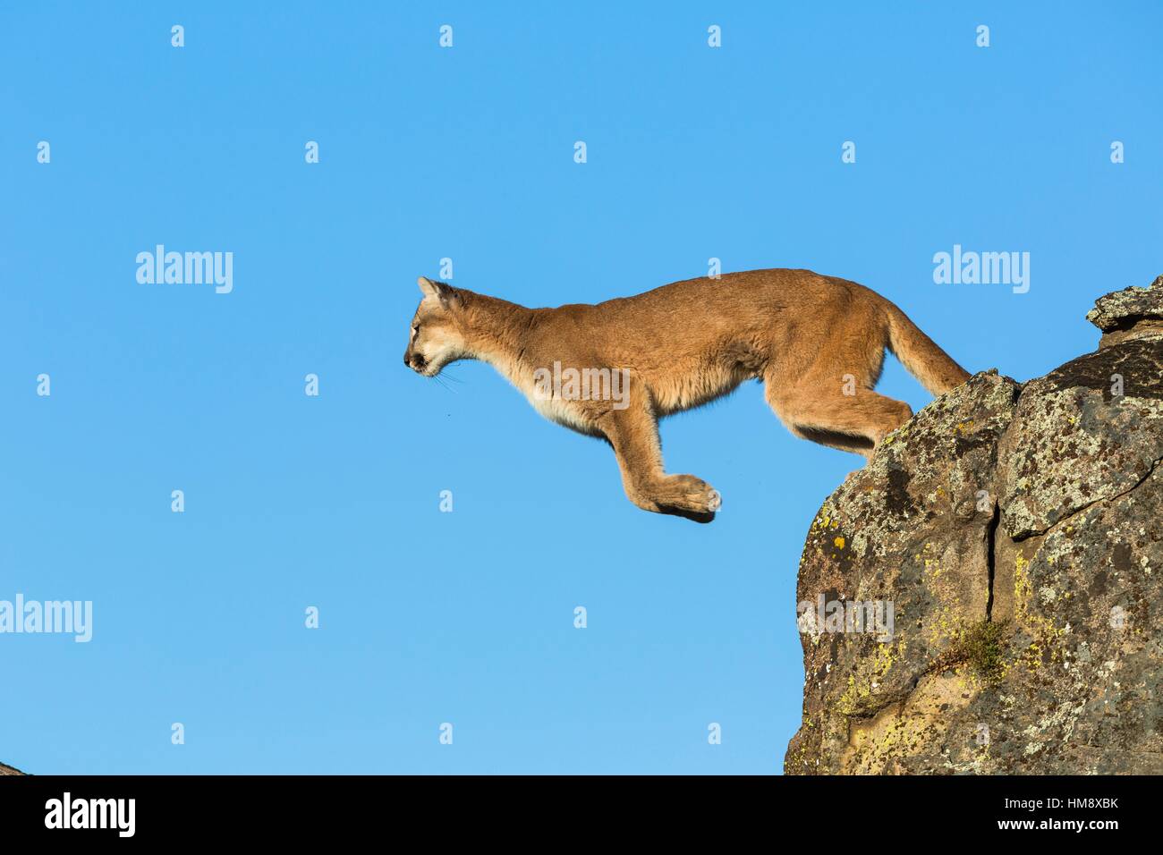 Panther jumping hi-res stock photography and images - Page 2 - Alamy