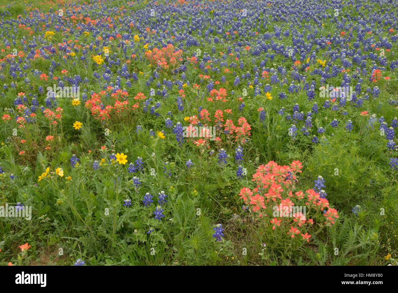A field with flowering Texas bluebonnet (Lupinus subcarnosus) and Texas paintbrush (Castilleja indivisa), Johnson City, Texas, USA. Stock Photo