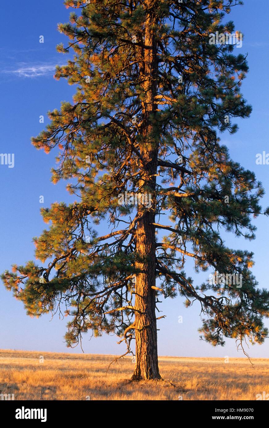 Ponderosa pine, Bridge Creek Wildlife Area, Blue Mountain National