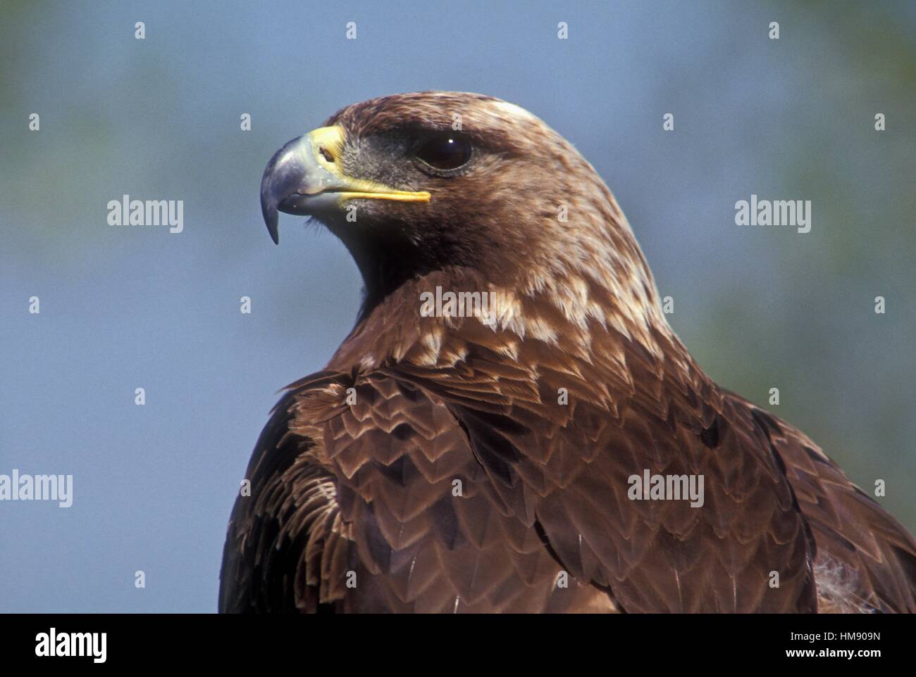Golden Eagle, (Aquila chrysaetos), Rehab specimen, Coaldale Bird of prey sanctuary, Coaldale, AB, Canada. Stock Photo