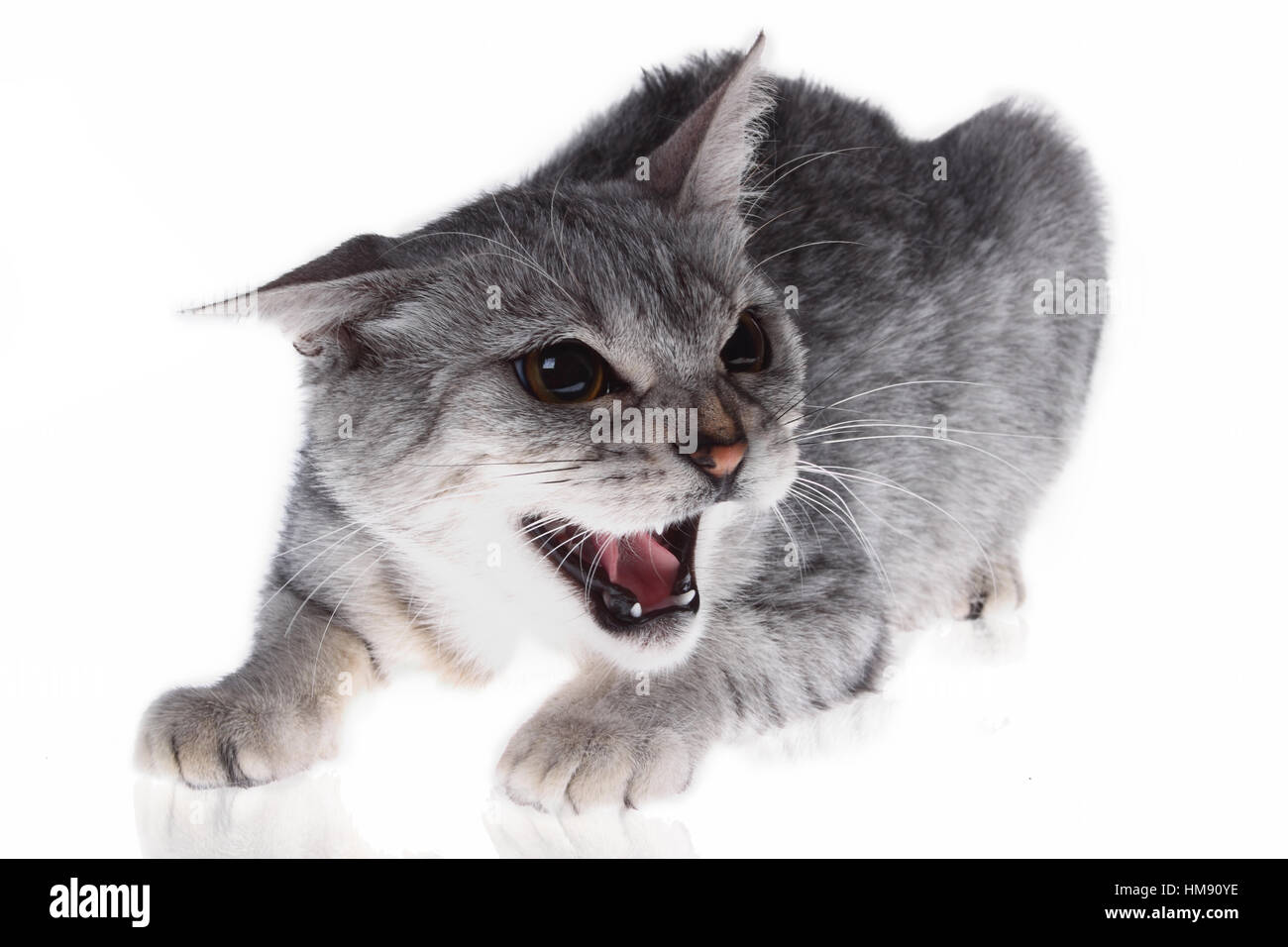 Cat growling hires stock photography and images Alamy