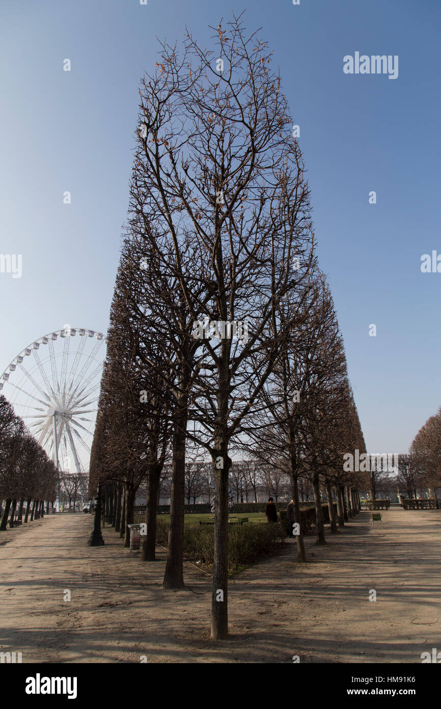 coppiced trees in Tuileries Gardens in Paris in winter Stock Photo - Alamy