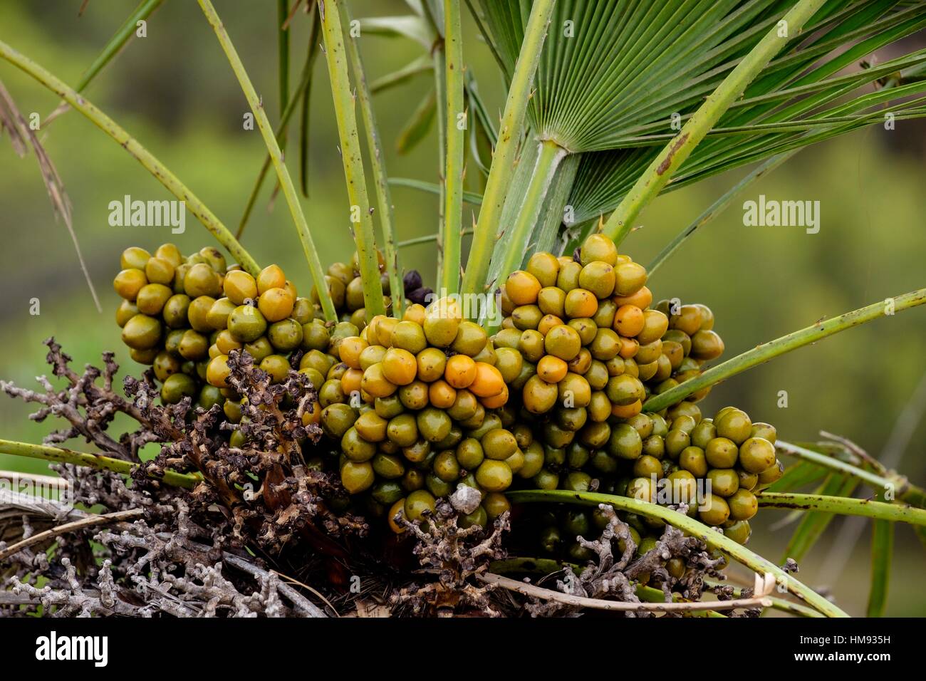 Palmito, Chamaerops humilis, parque natural de la serra de Llevant, Arta, Majorca, Balearic Islands, Spain Stock Photo