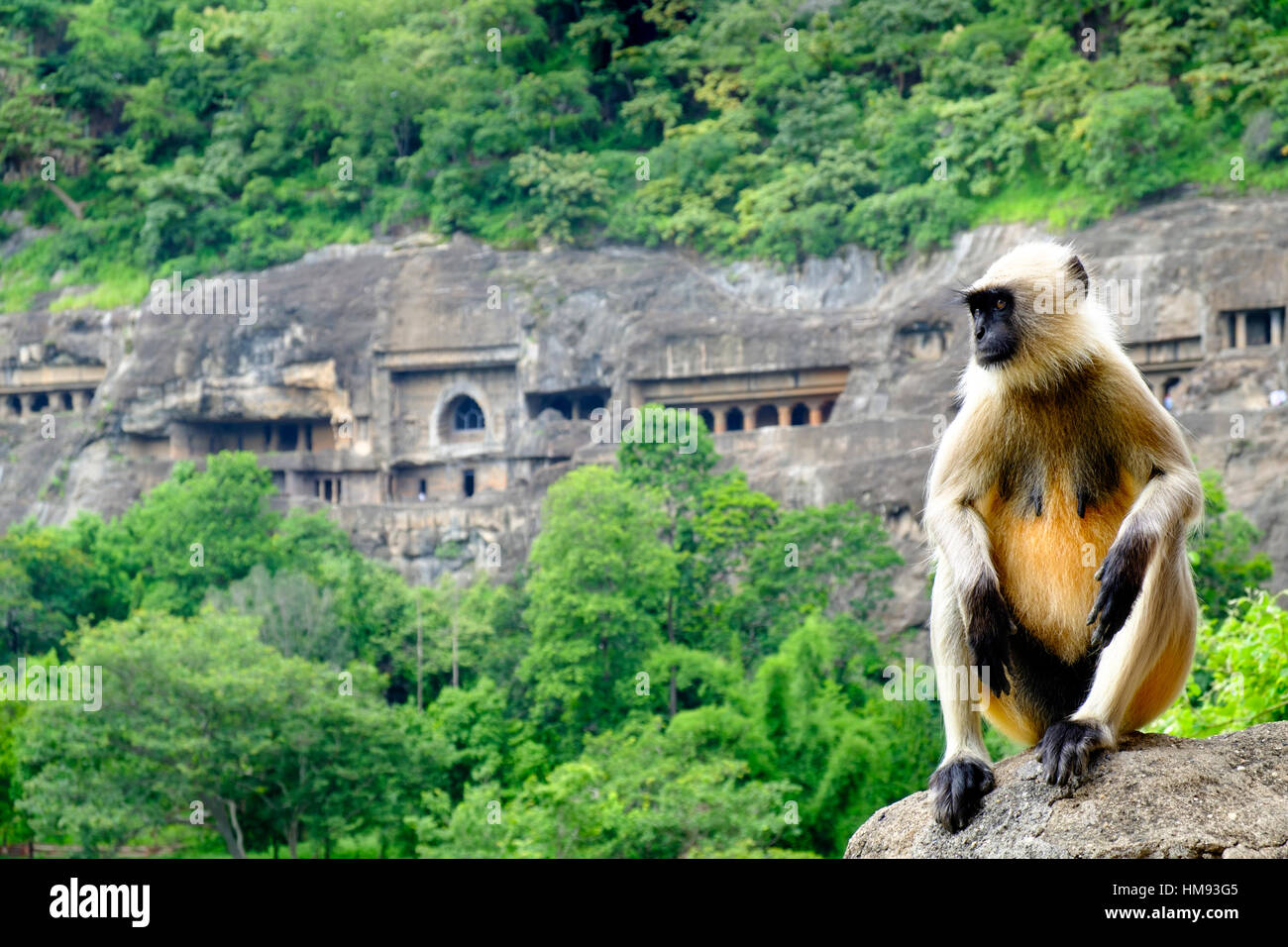 Grey langur monkey (Hanuman Langur) (Semnopithecus sp.) outside the Ajanta Caves, Maharashtra, India Stock Photo