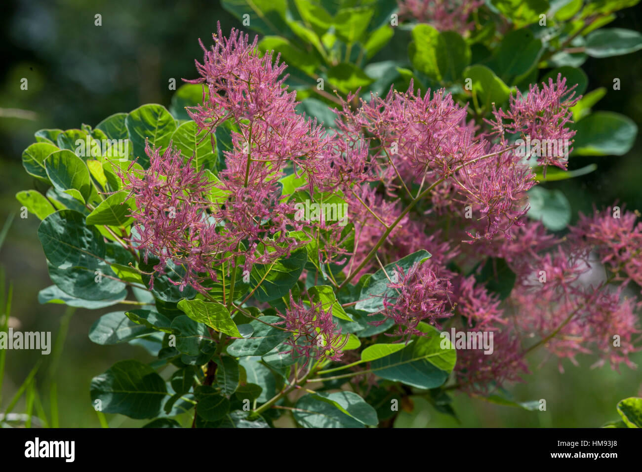 Coggygria Young Lady in spring, smoke tree Stock Photo - Alamy