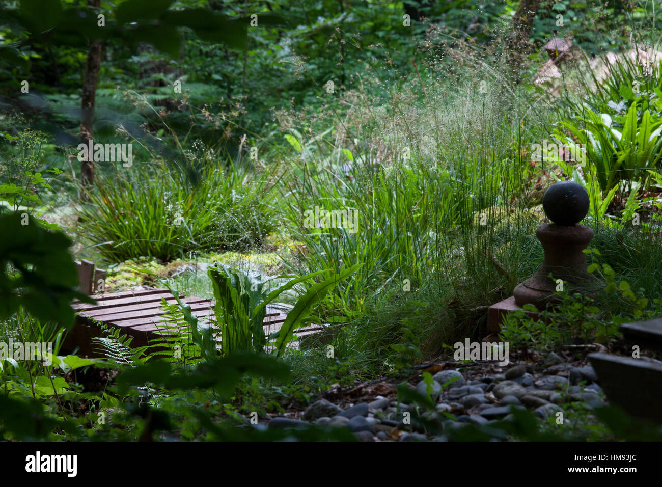 Dense undergrowth garden with walkway, great wood-rush, ferns and butterburs Stock Photo