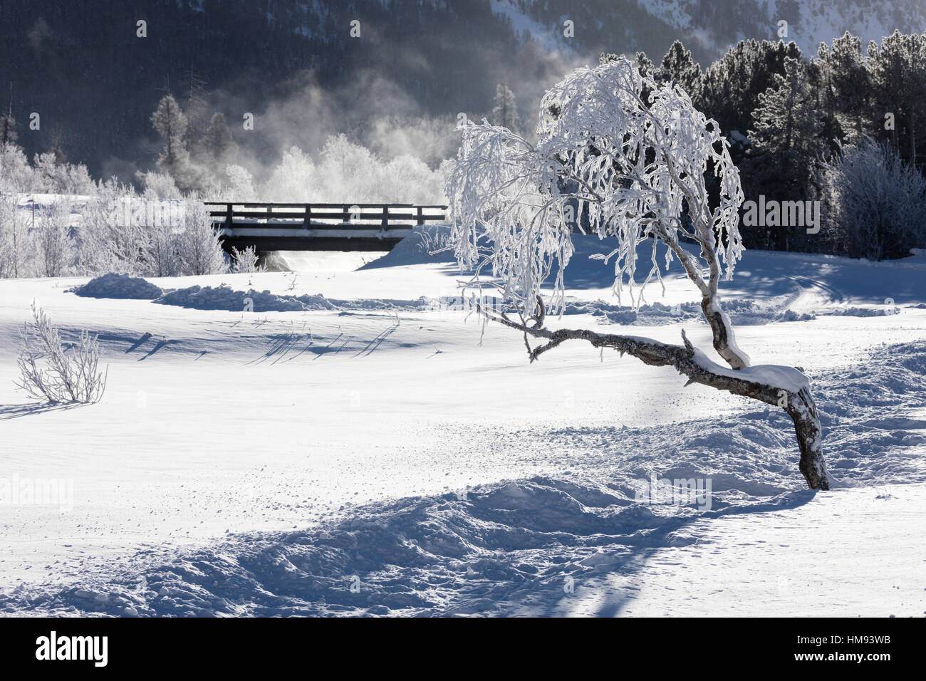 Frost on tree branches frames the snowy landscape, Celerina, Maloja, Canton of Graubunden, Engadine, Switzerland Stock Photo