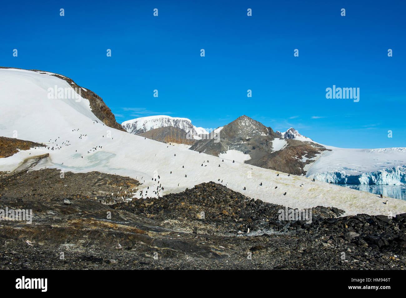Adelie penguin (Pygoscelis adeliae) colony in Hope Bay, Antarctica ...