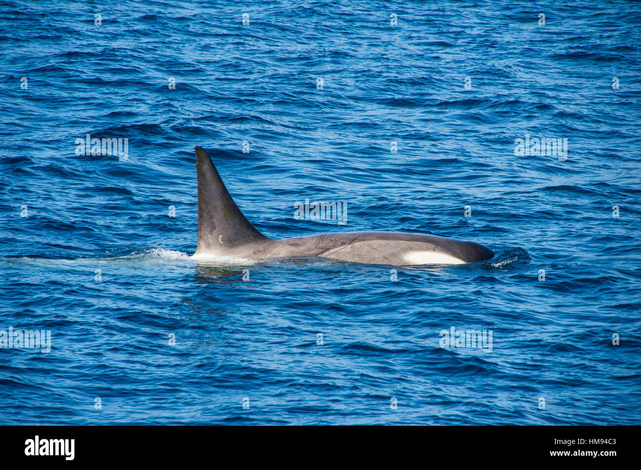 Killer whale (orca) (Orcinus orca), Weddell, Sea, Antarctica, Polar Regions Stock Photo