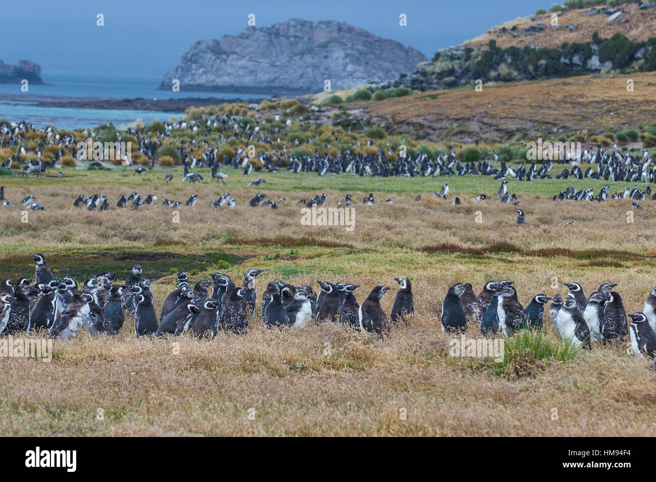 Magellanic penguin (Spheniscus magellanicus) colony, Carcass Island, West Falklands, Falkland Islands, South America Stock Photo