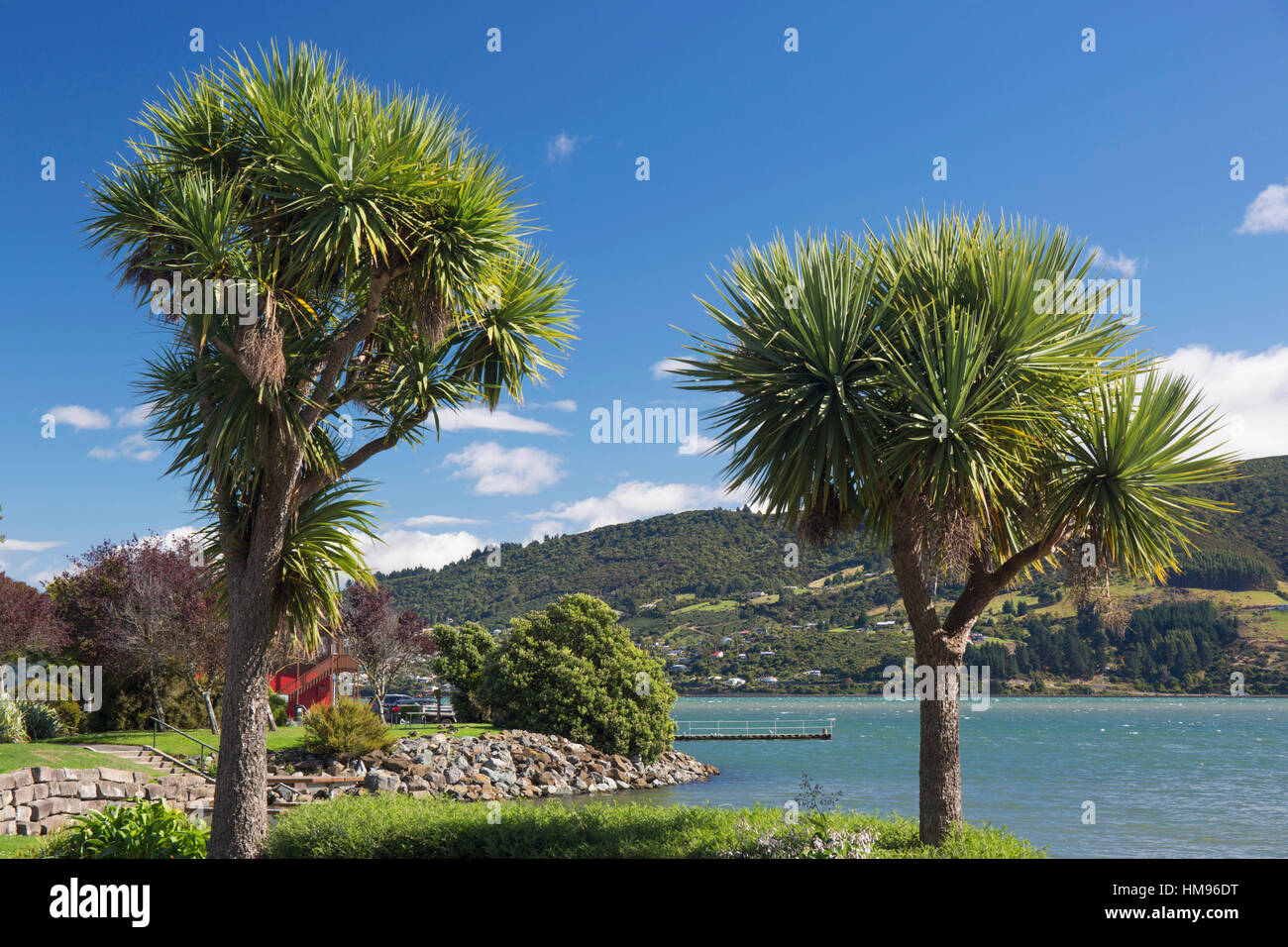 Cabbage trees (Cordyline australis) growing beside Otago Harbour, Macandrew Bay, near Dunedin, Otago, South Island, New Zealand Stock Photo