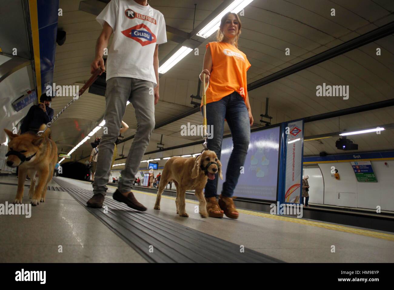 Dog can travel on subway Stock Photo Alamy