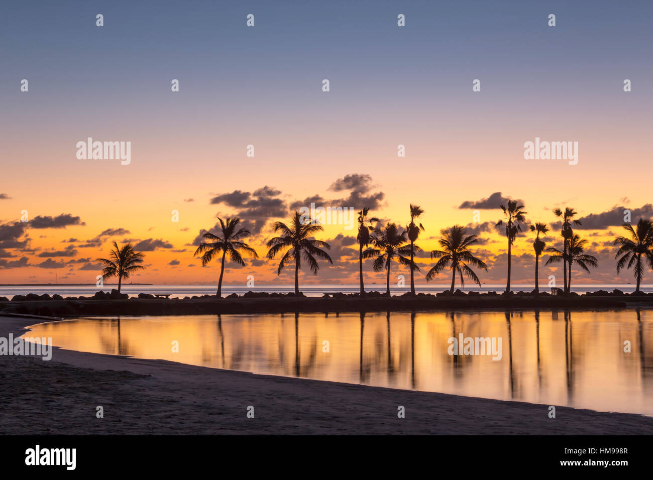 PALM TREES REFLECTING POOL ATOLL MATHESON HAMMOCK COUNTY PARK MIAMI
