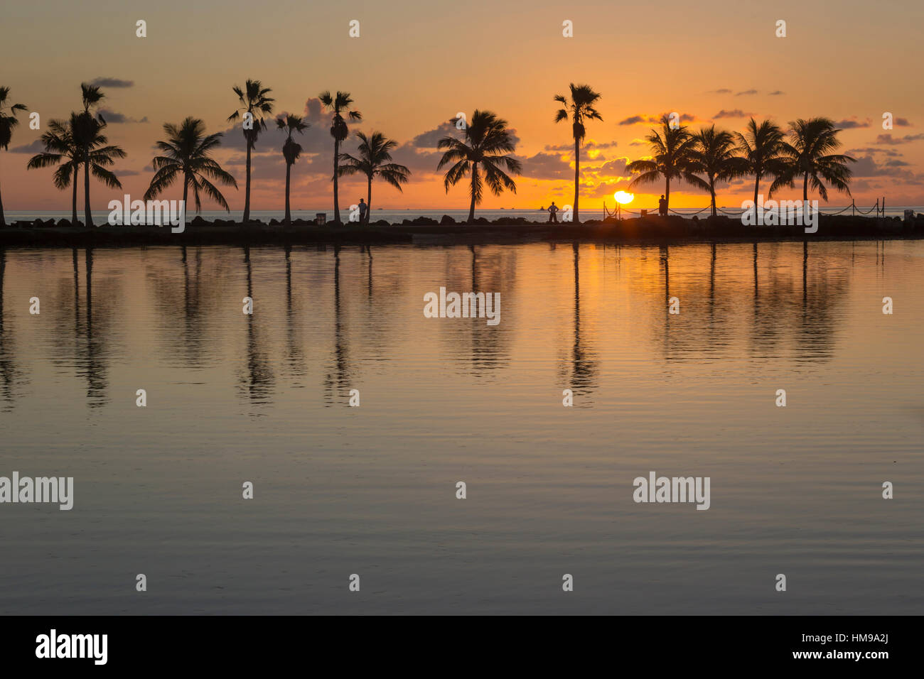 PALM TREES REFLECTING POOL ATOLL MATHESON HAMMOCK COUNTY PARK MIAMI