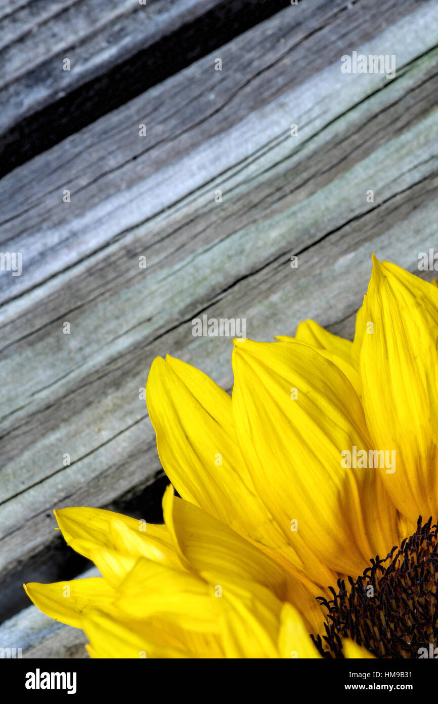 bright yellow sunflower close up on a  light wooden background Stock Photo