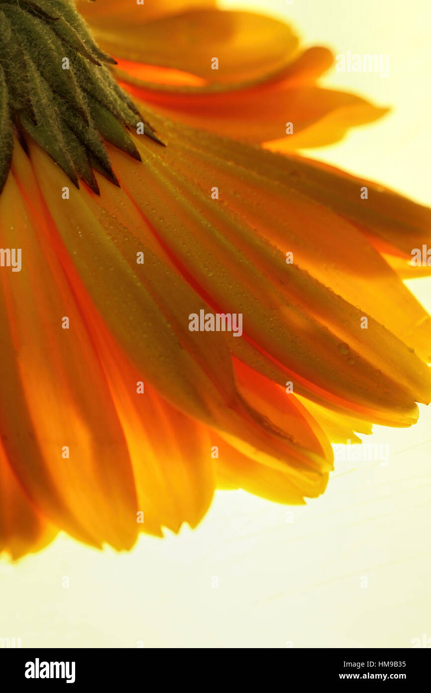 bright orange gerber daisy on a light background Stock Photo