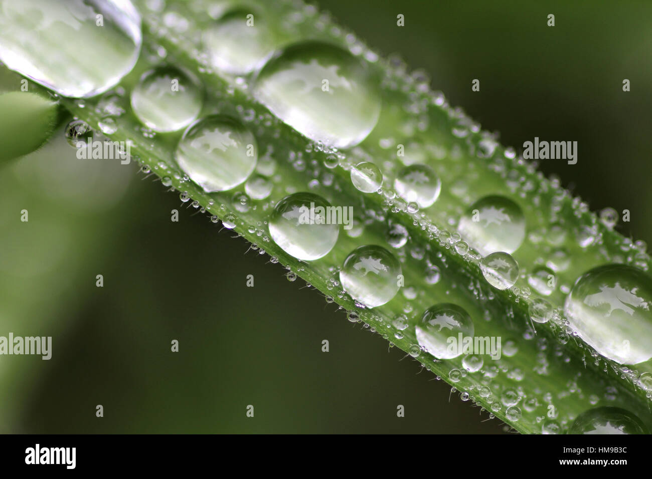 Small droplets of rain on a blade of grass close up on a green background Stock Photo