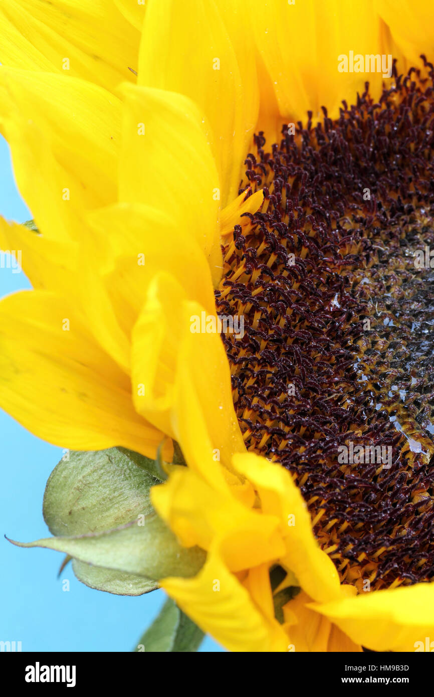 bright sunflower up close against a light background Stock Photo