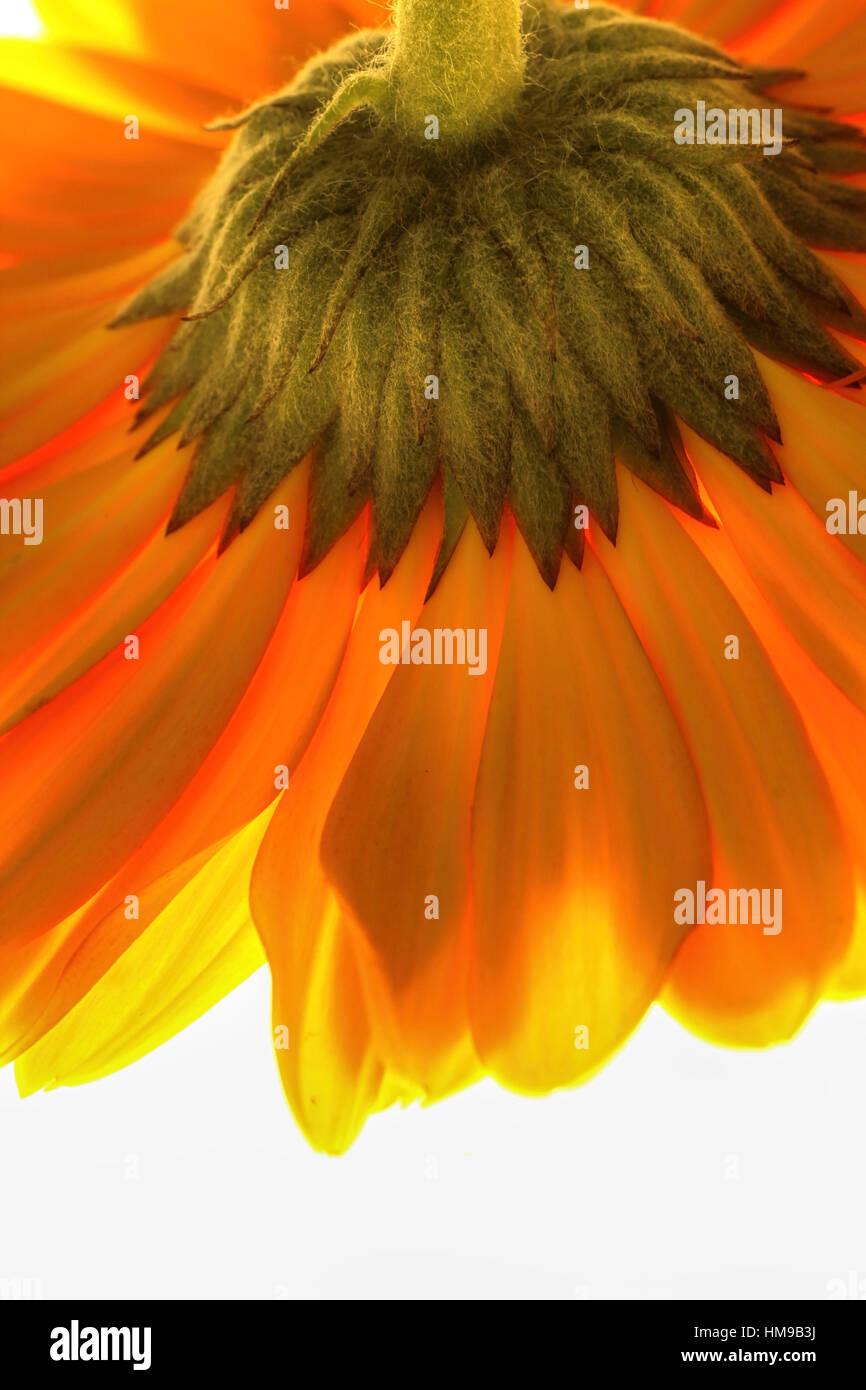 bright orange gerber daisy petals on a natural background Stock Photo