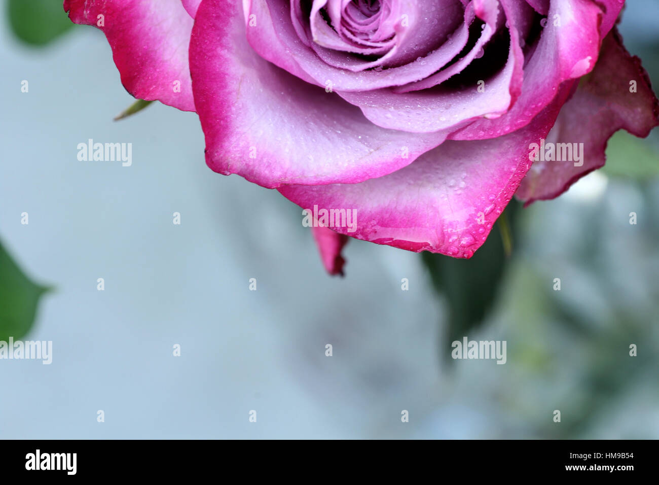 single pink rose up close on a light background Stock Photo