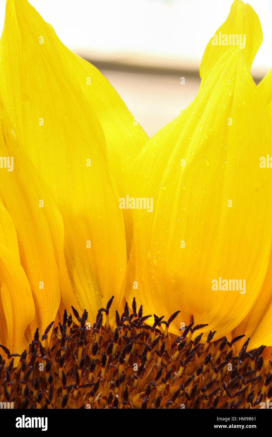 bright sunflower up close against a light background Stock Photo