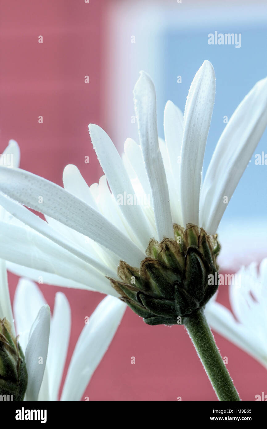 White daisy close up Stock Photo