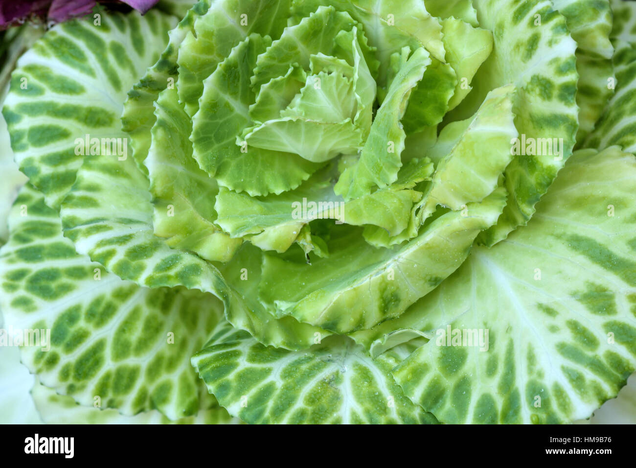 fresh green cabbage plant up close with no background Stock Photo