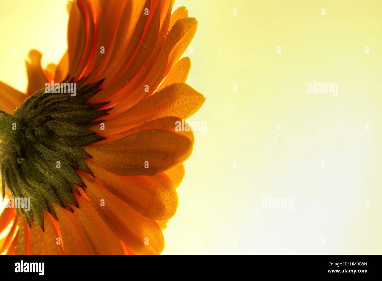 Orange gerber daisy up close. Stock Photo