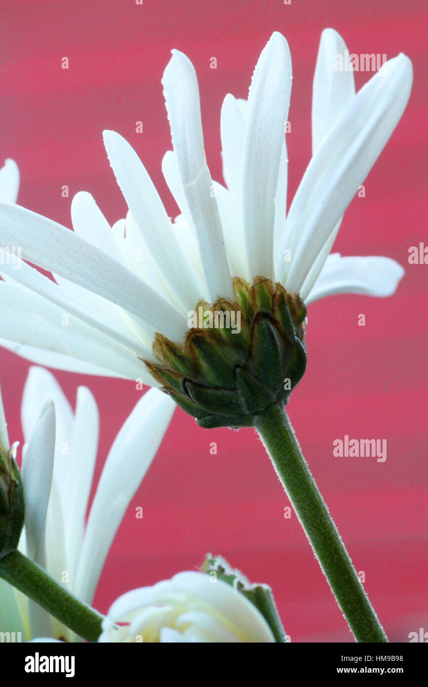 white daisy up close Stock Photo