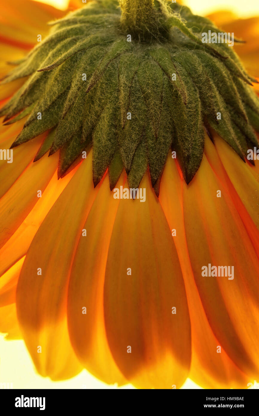 Orange gerber daisy close up. Stock Photo
