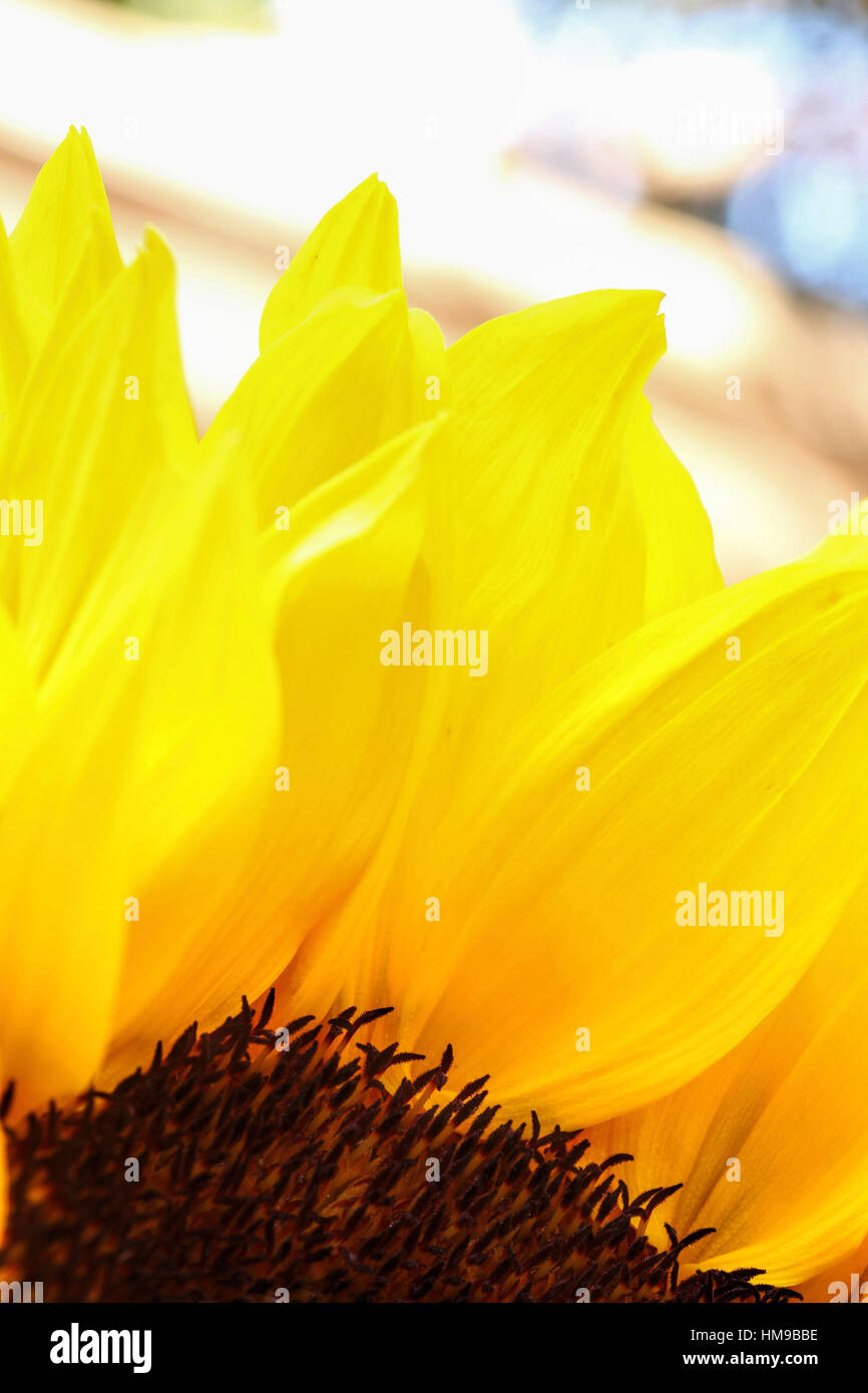 bright yellow sunflower close up on a light background Stock Photo
