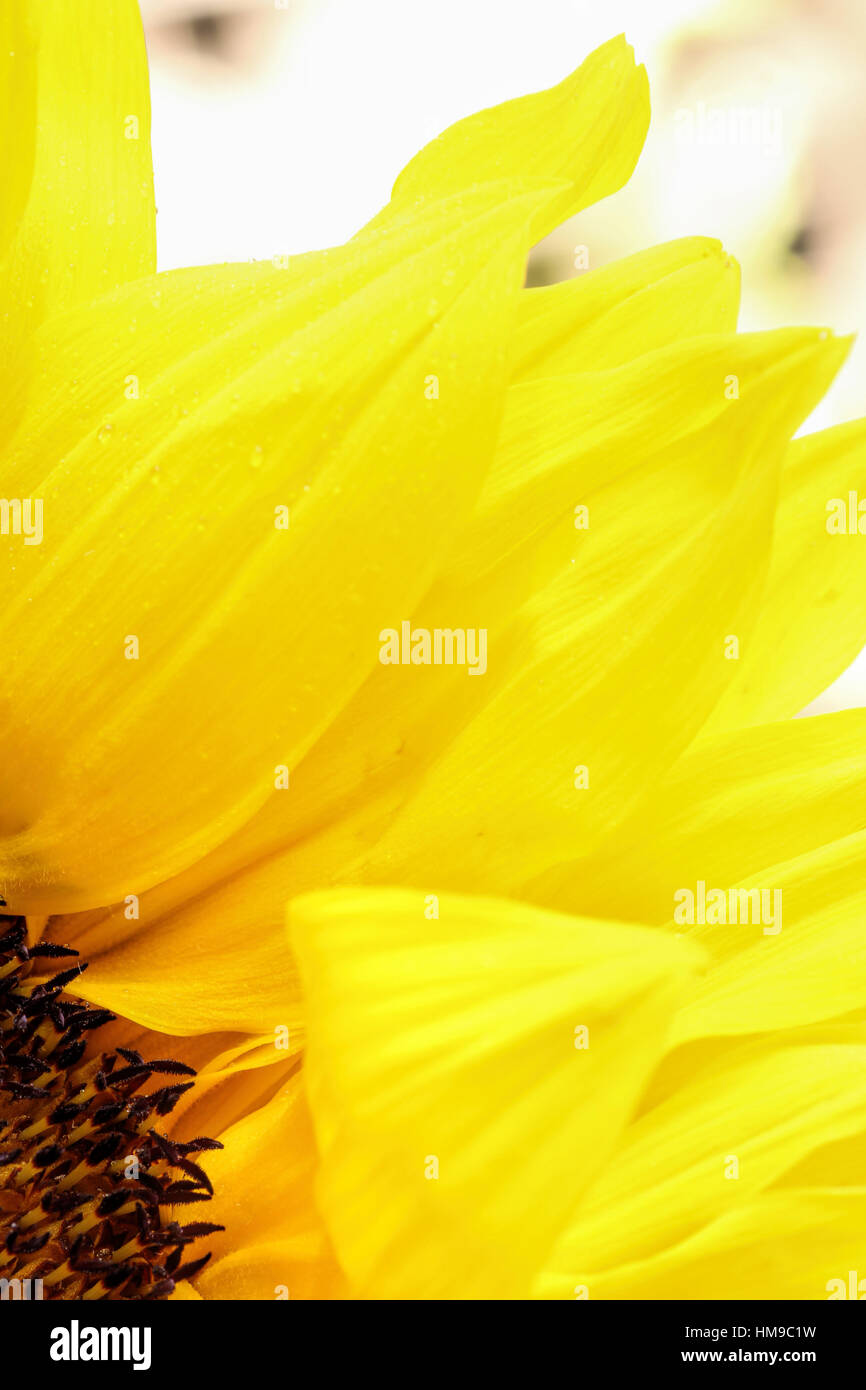 bright yellow sunflower close up on a light background Stock Photo