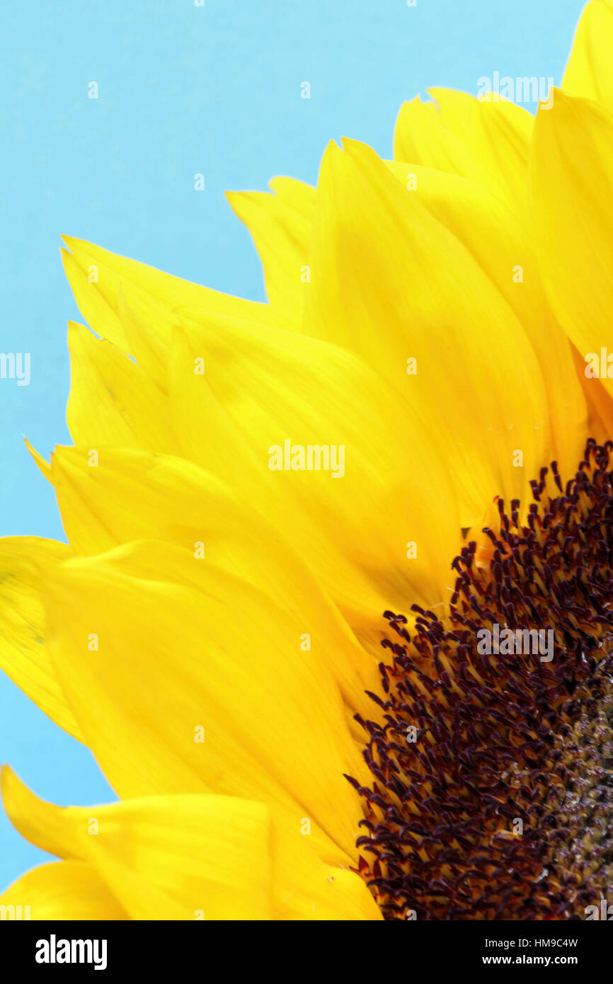 bright yellow sunflower close up on a blue background Stock Photo