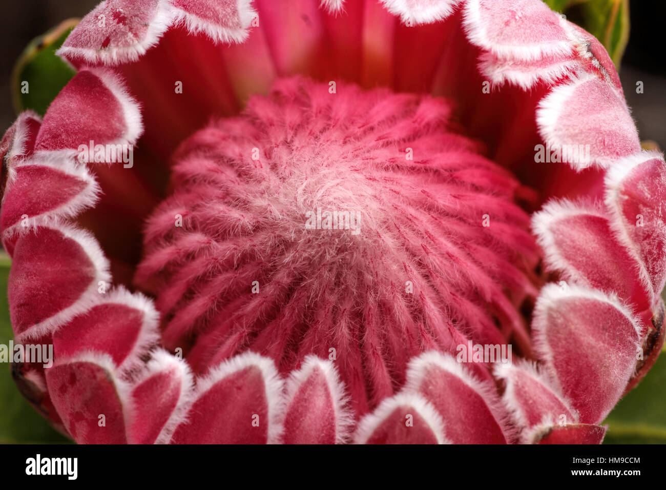 close up inside an exotic succulent protea florescent hot pink flower with background Stock Photo
