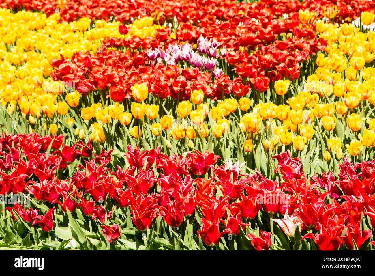 Red and yellow tulip field colorful background Stock Photo - Alamy