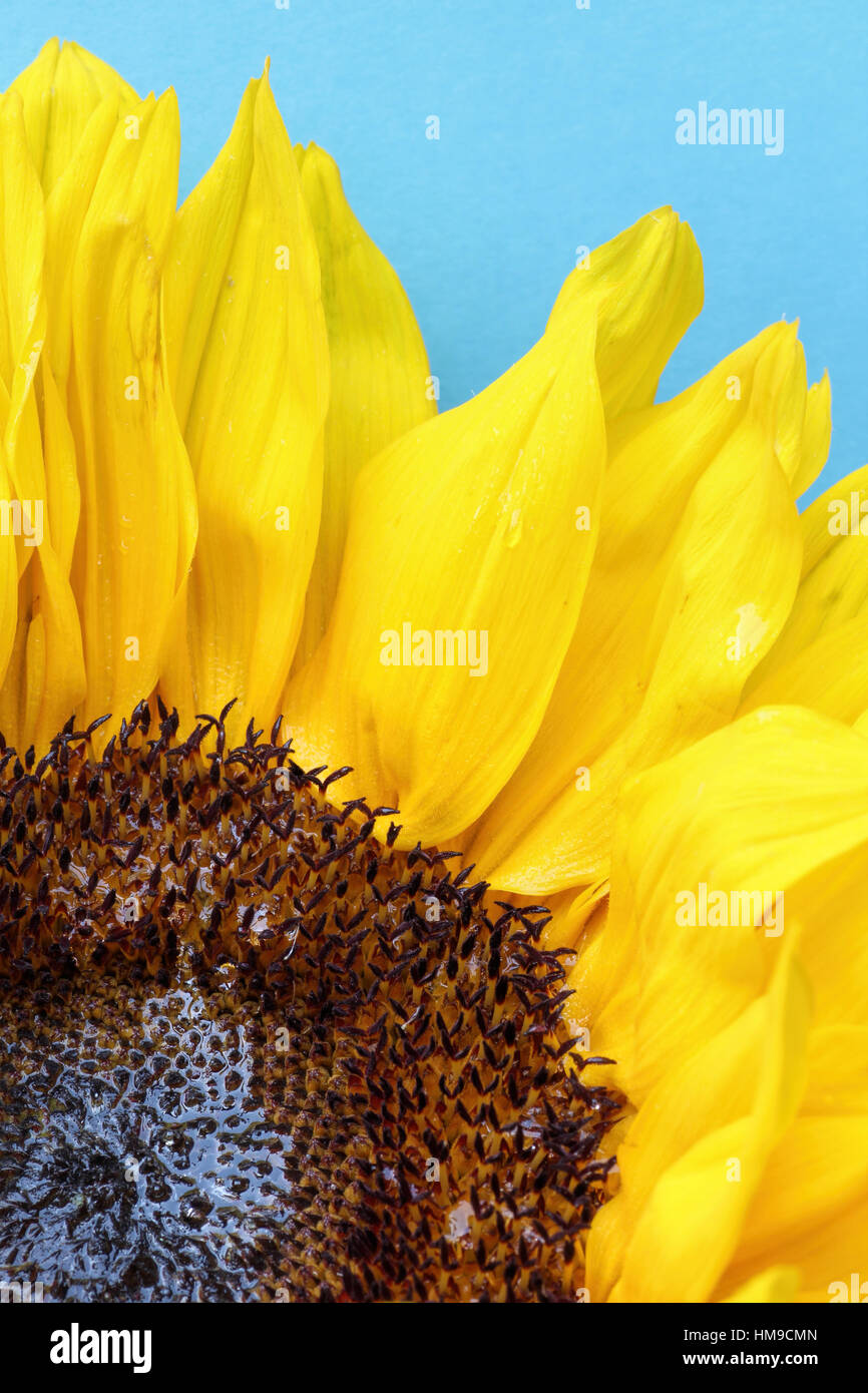 Bright sunflower close up with  a blue background Stock Photo