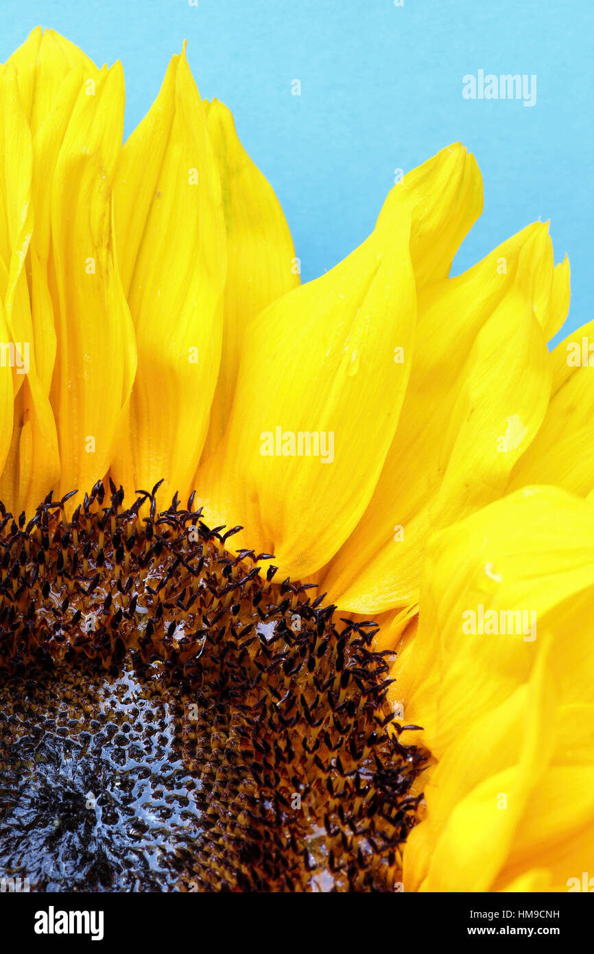 bright yellow sunflower close up on a blue background Stock Photo