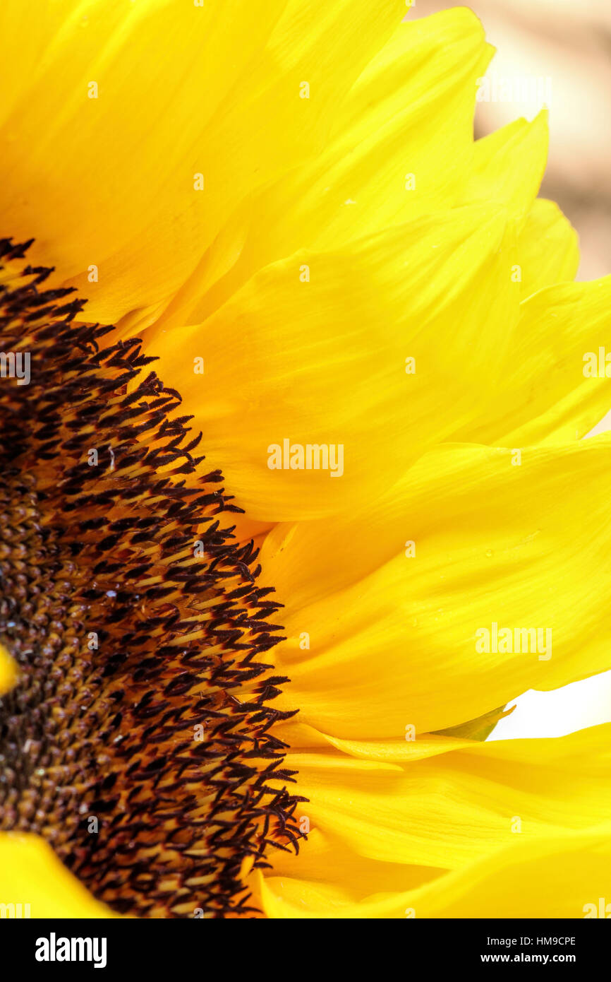 Bright sunflower close up on a light background Stock Photo